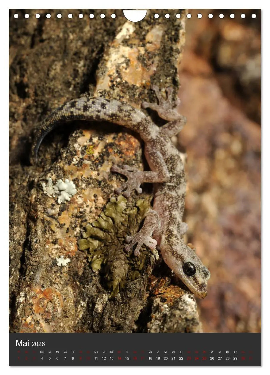 Bild: 9783516415926 | GECKOS (Wandkalender 2026 DIN A4 hoch), CALVENDO Monatskalender | 2026