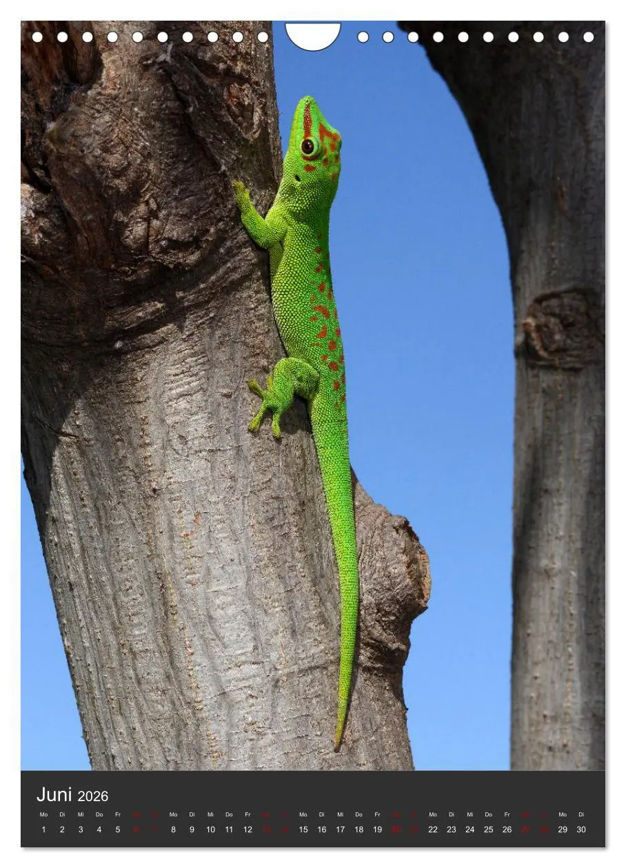 Bild: 9783516415926 | GECKOS (Wandkalender 2026 DIN A4 hoch), CALVENDO Monatskalender | 2026