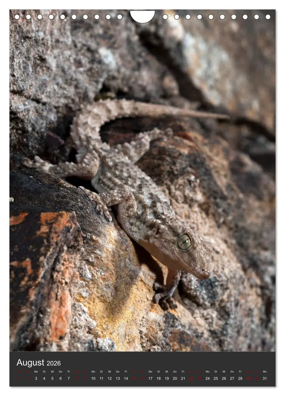 Bild: 9783516415926 | GECKOS (Wandkalender 2026 DIN A4 hoch), CALVENDO Monatskalender | 2026