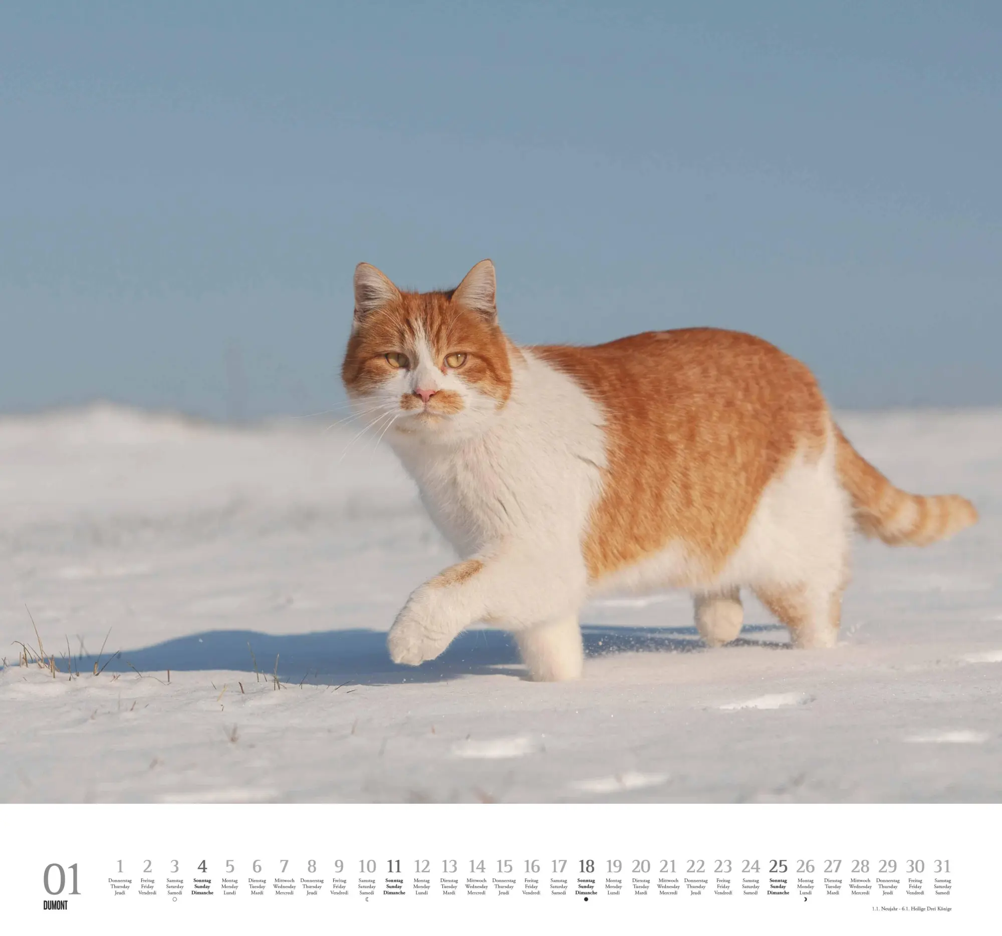Bild: 4069095006126 | Geliebte Stubentiger 2026 - DUMONT Wandkalender - mit den...