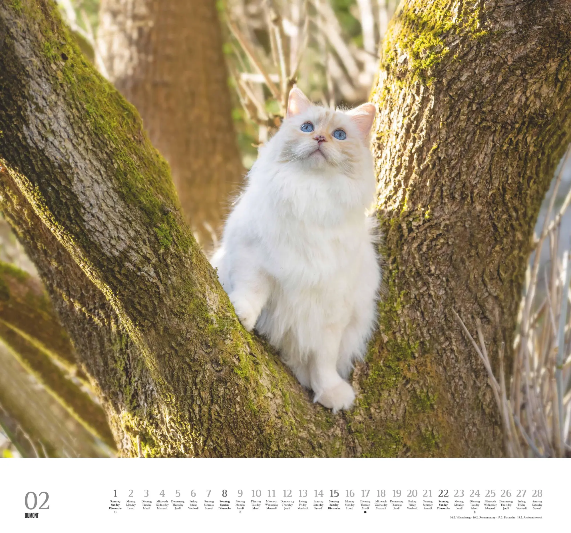 Bild: 4069095006126 | Geliebte Stubentiger 2026 - DUMONT Wandkalender - mit den...