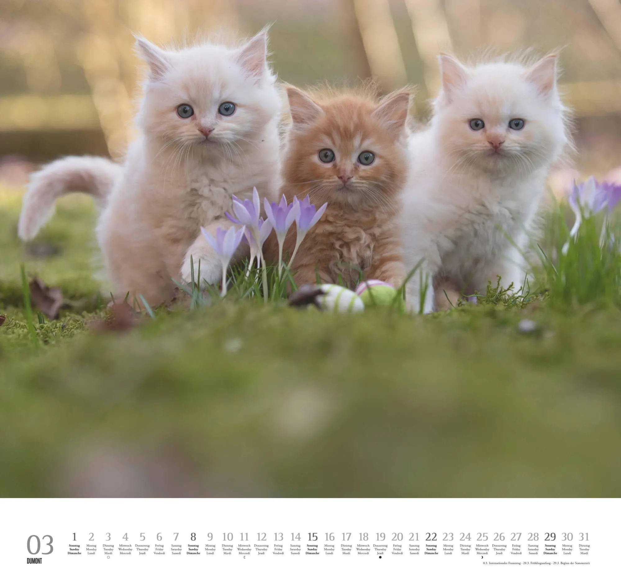 Bild: 4069095006126 | Geliebte Stubentiger 2026 - DUMONT Wandkalender - mit den...