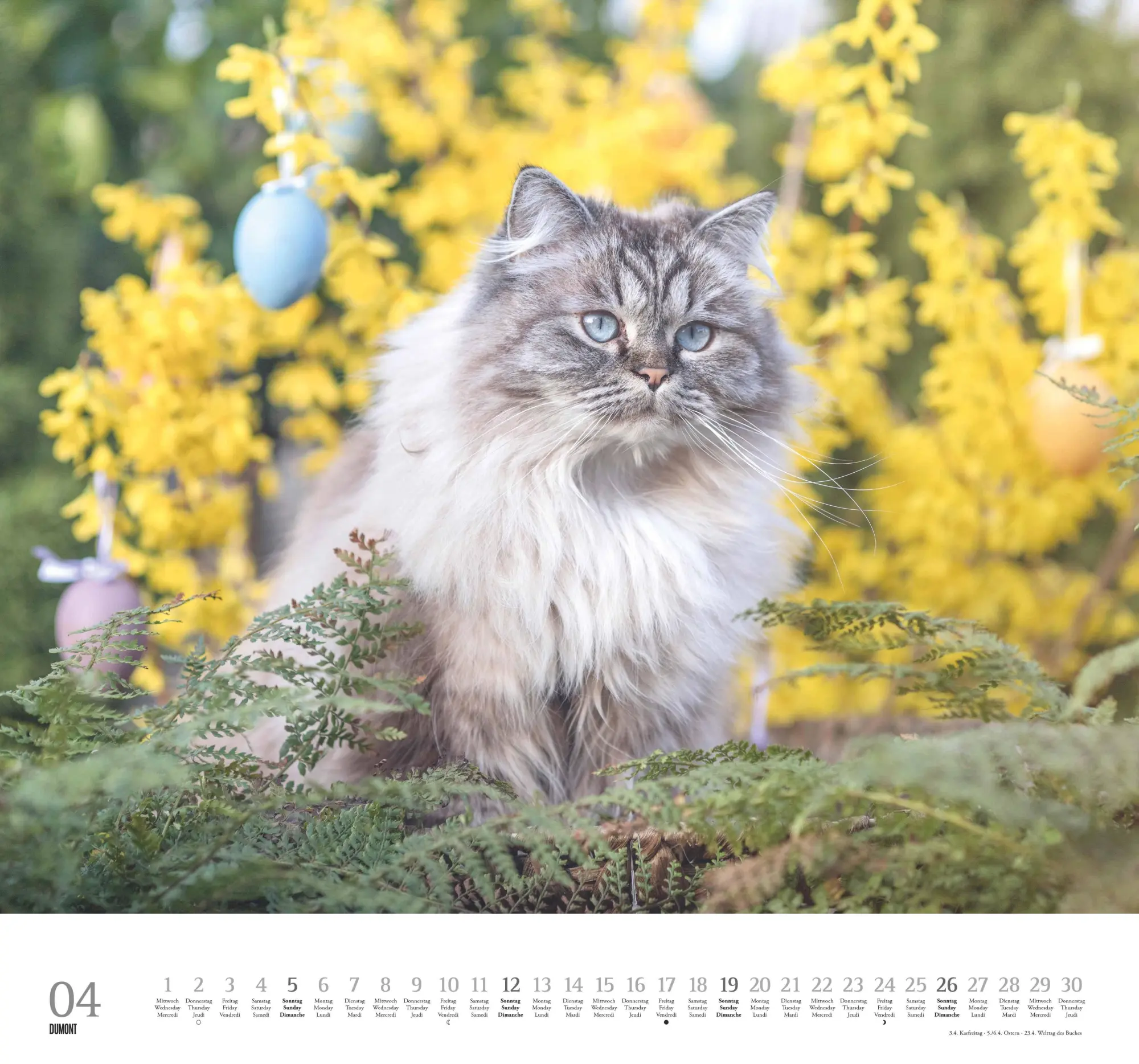Bild: 4069095006126 | Geliebte Stubentiger 2026 - DUMONT Wandkalender - mit den...
