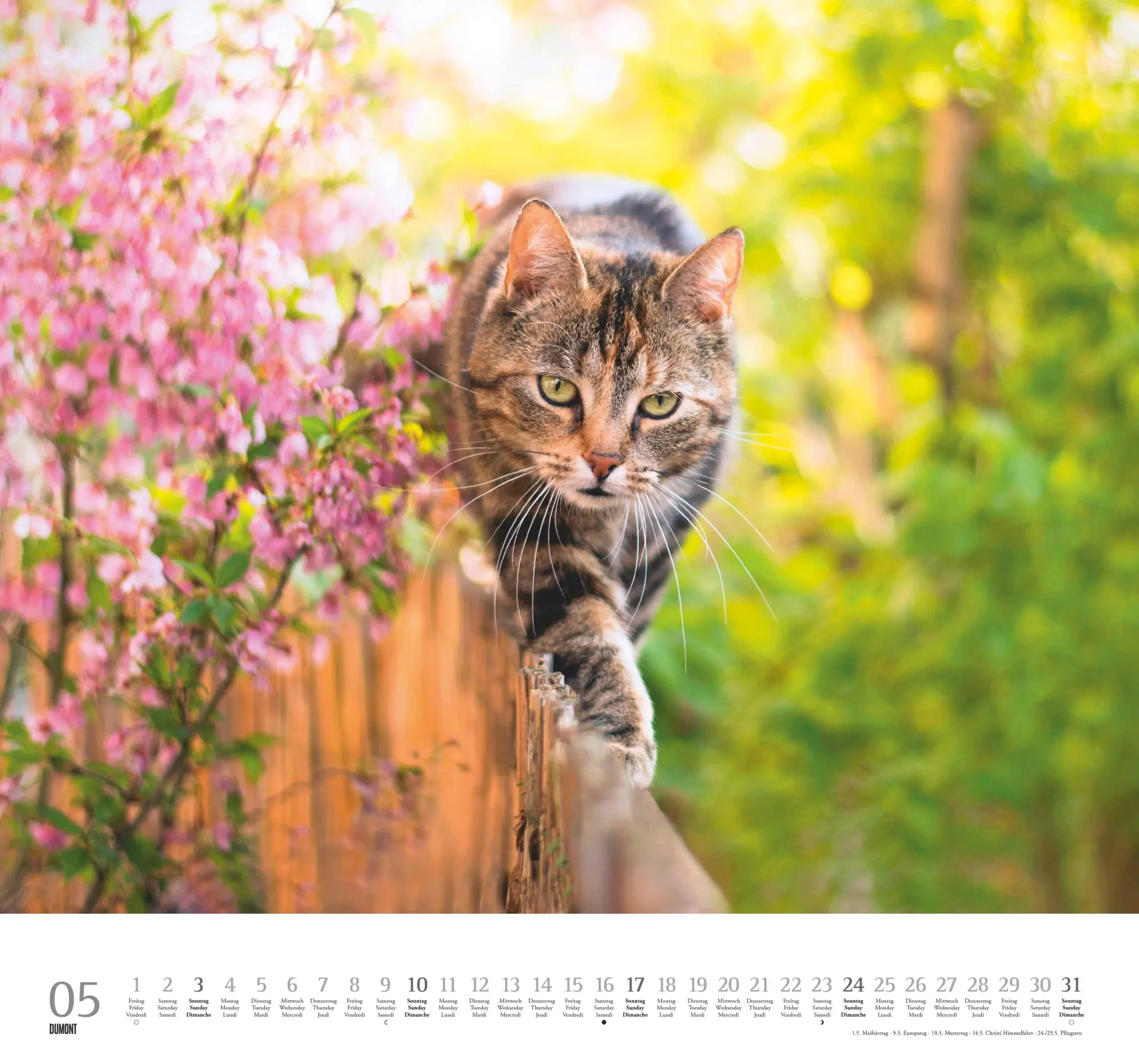 Bild: 4069095006126 | Geliebte Stubentiger 2026 - DUMONT Wandkalender - mit den...