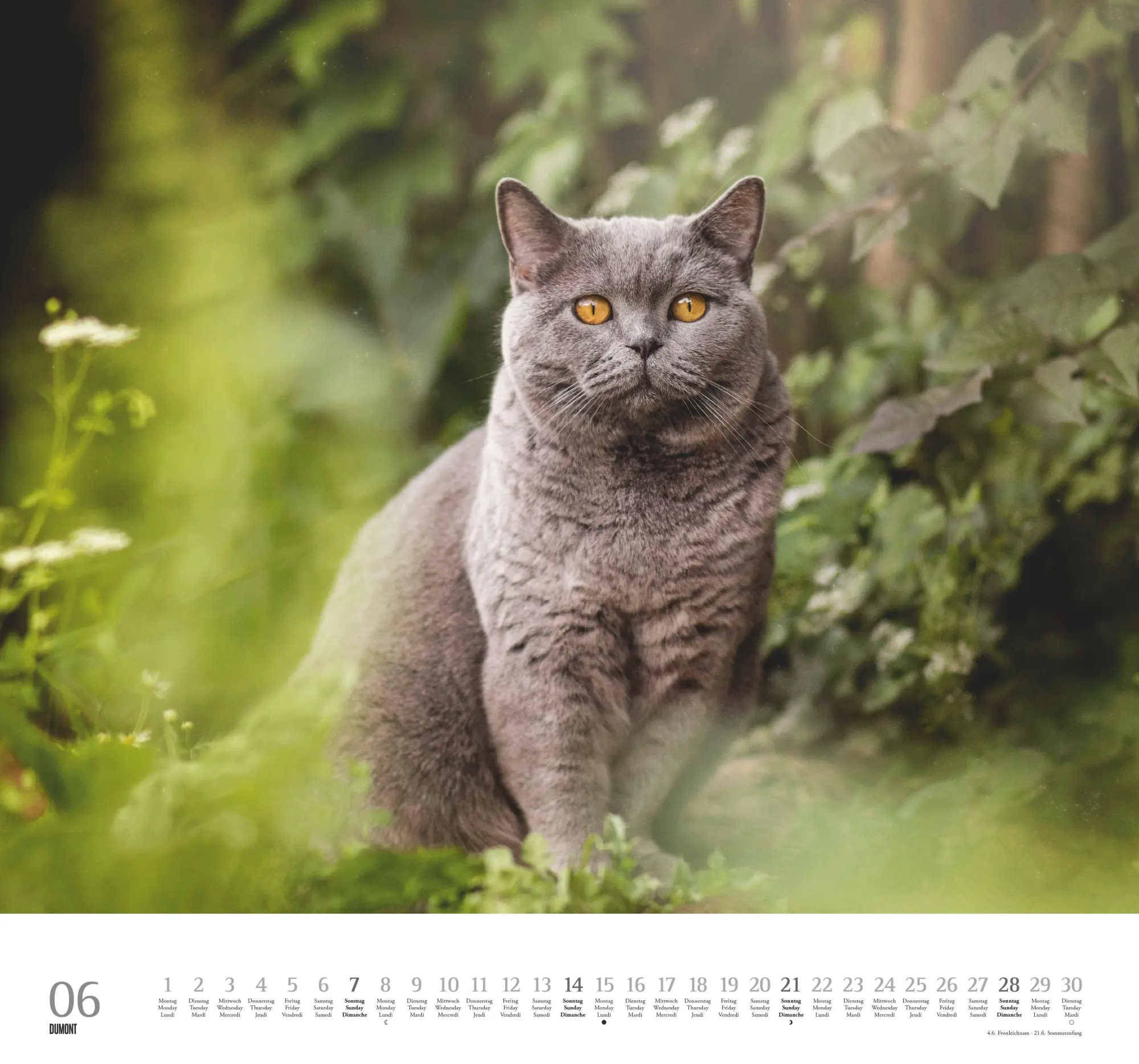 Bild: 4069095006126 | Geliebte Stubentiger 2026 - DUMONT Wandkalender - mit den...