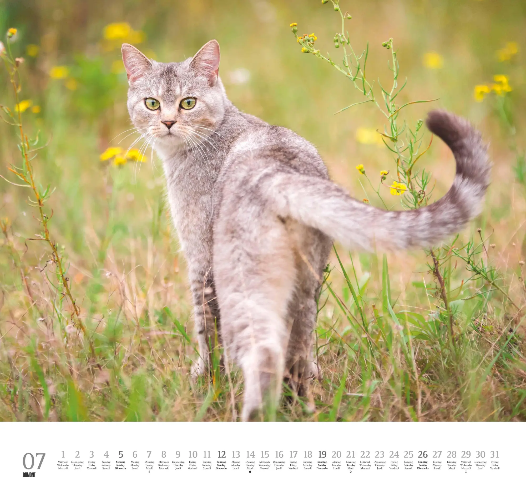 Bild: 4069095006126 | Geliebte Stubentiger 2026 - DUMONT Wandkalender - mit den...