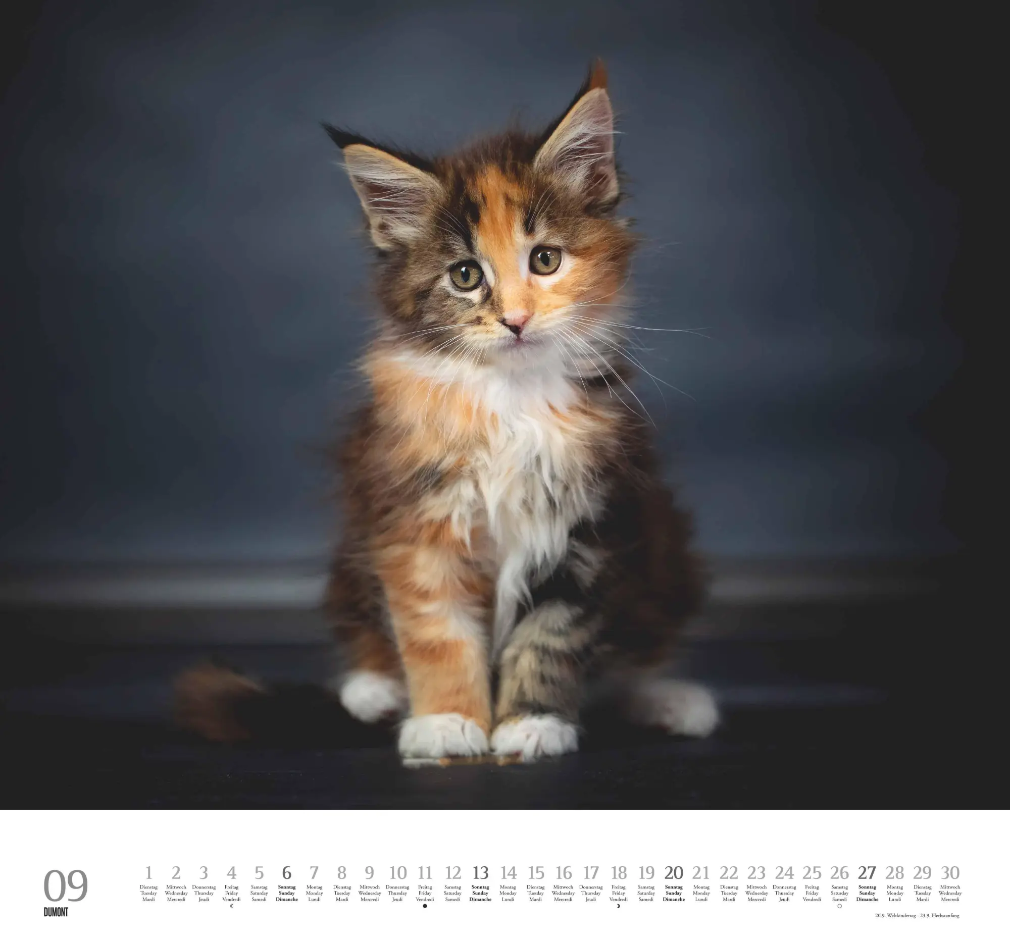 Bild: 4069095006126 | Geliebte Stubentiger 2026 - DUMONT Wandkalender - mit den...