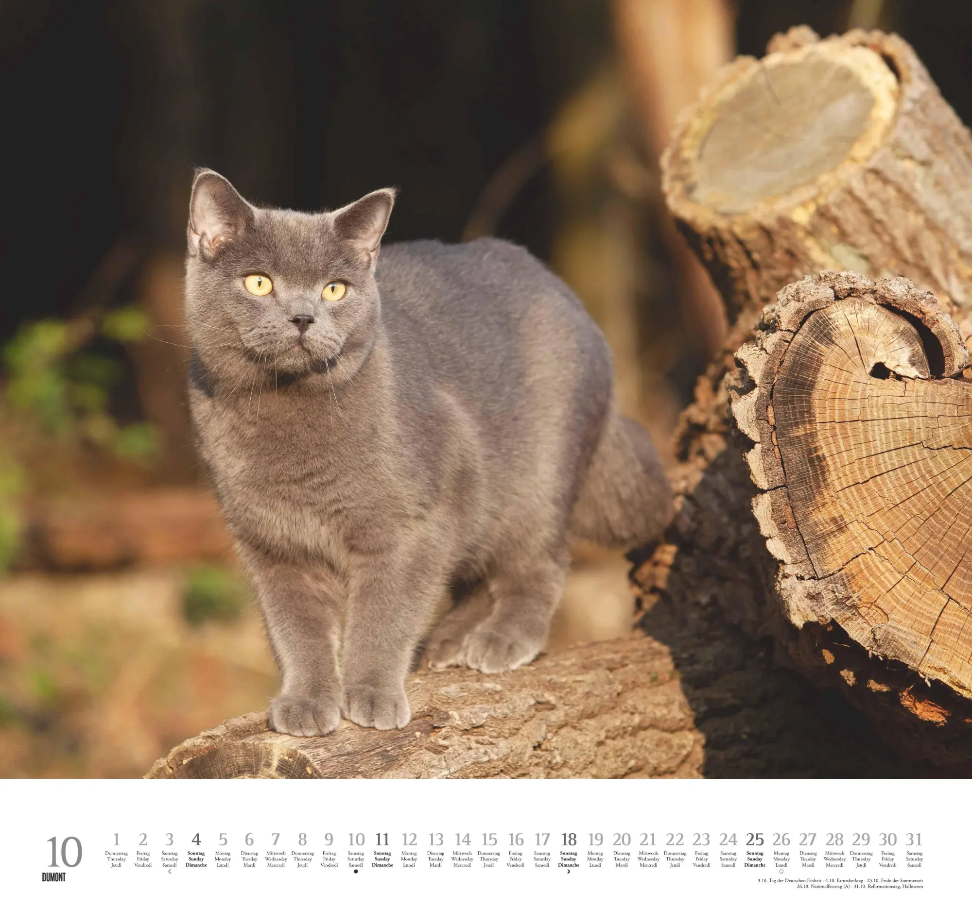 Bild: 4069095006126 | Geliebte Stubentiger 2026 - DUMONT Wandkalender - mit den...