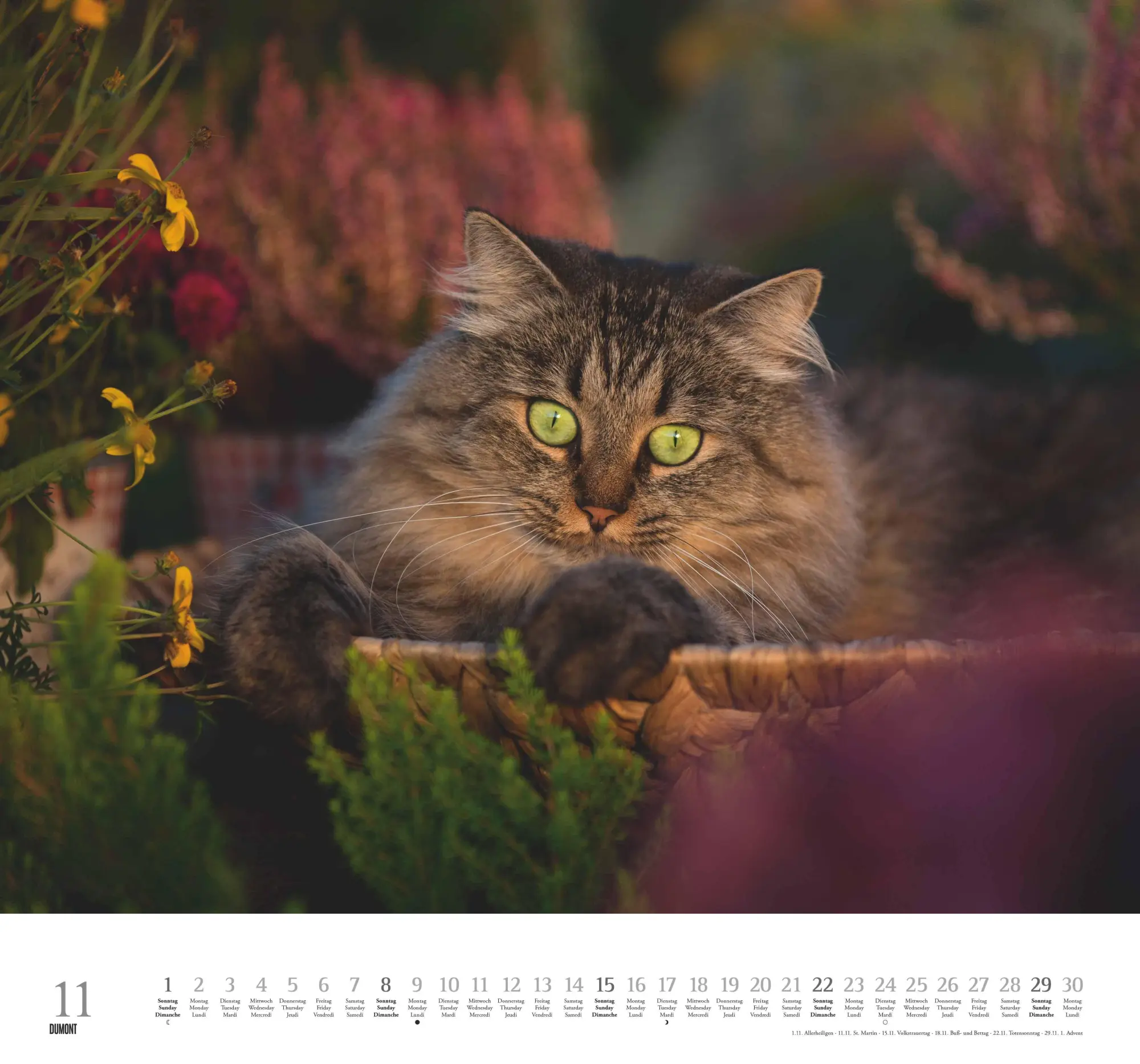Bild: 4069095006126 | Geliebte Stubentiger 2026 - DUMONT Wandkalender - mit den...