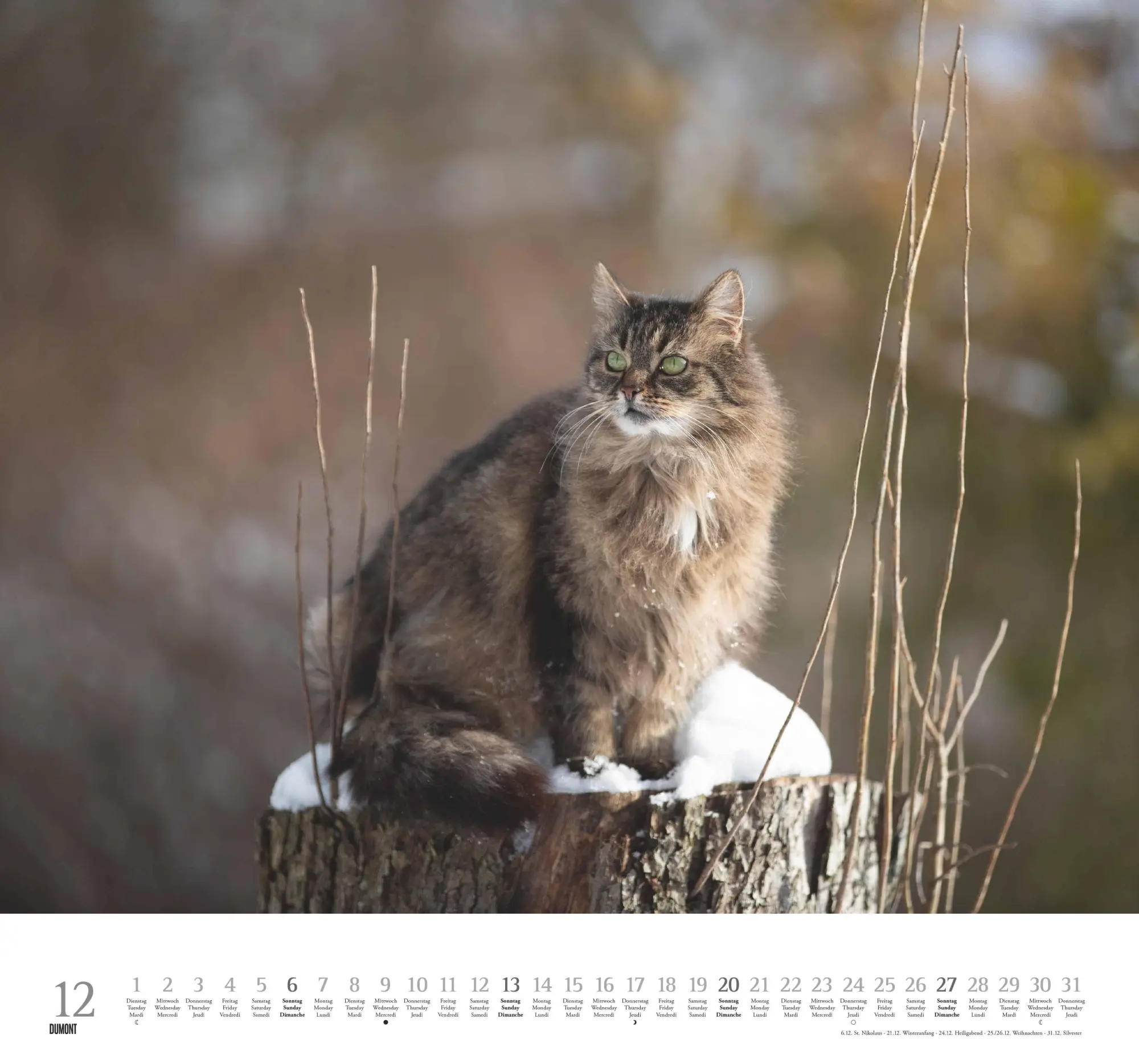Bild: 4069095006126 | Geliebte Stubentiger 2026 - DUMONT Wandkalender - mit den...