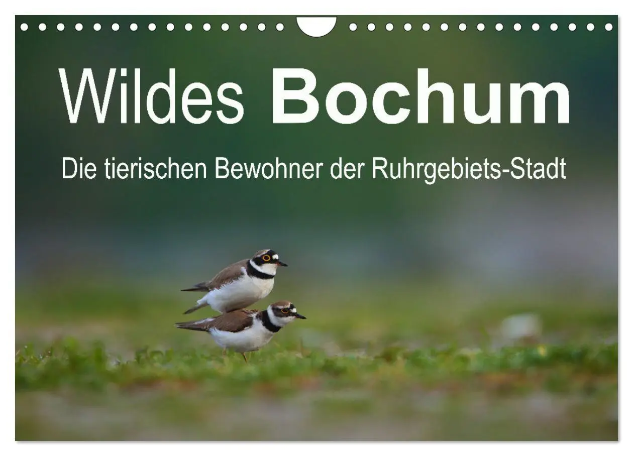 Cover: 9783457366226 | Wildes Bochum (Wandkalender 2026 DIN A4 quer), CALVENDO Monatskalender