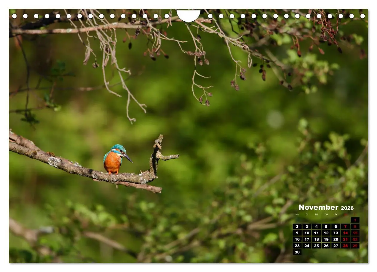 Bild: 9783457366226 | Wildes Bochum (Wandkalender 2026 DIN A4 quer), CALVENDO Monatskalender