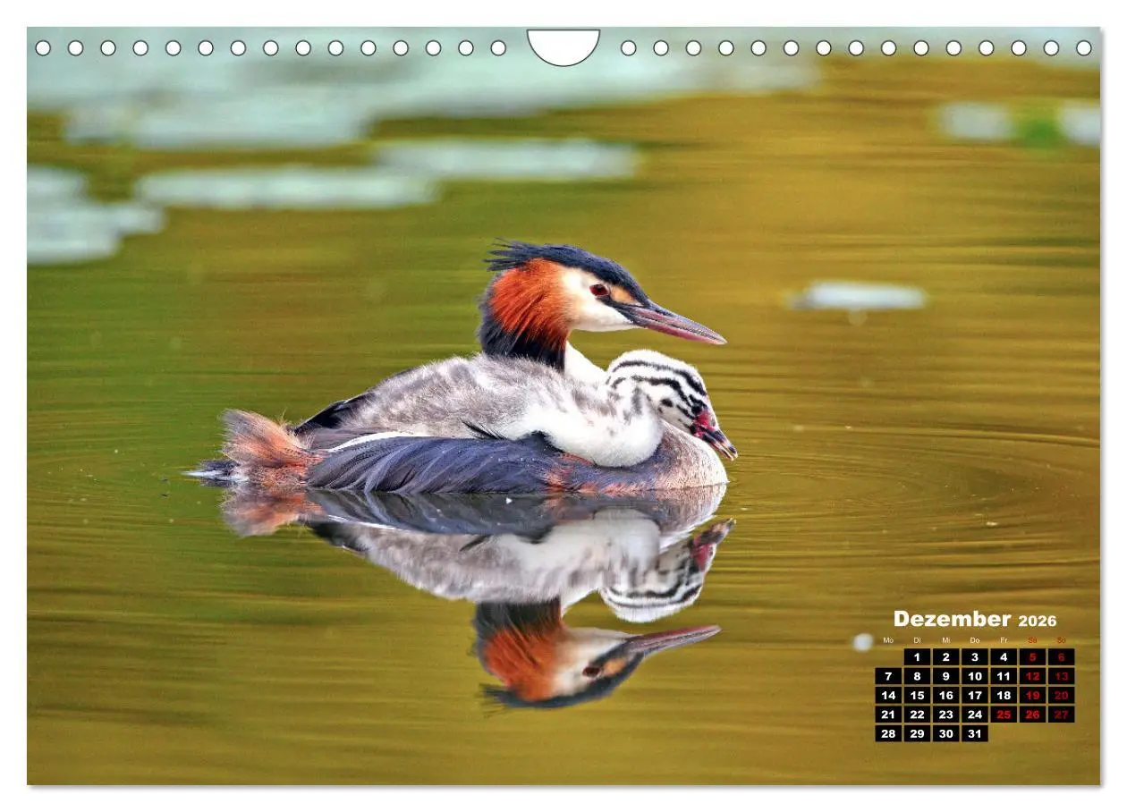 Bild: 9783457366226 | Wildes Bochum (Wandkalender 2026 DIN A4 quer), CALVENDO Monatskalender