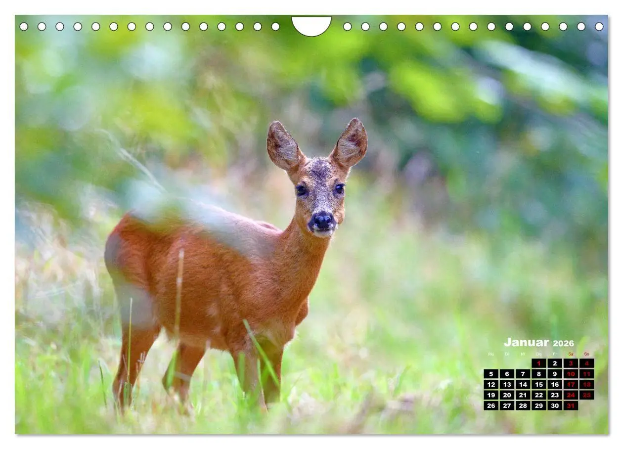 Bild: 9783457366226 | Wildes Bochum (Wandkalender 2026 DIN A4 quer), CALVENDO Monatskalender