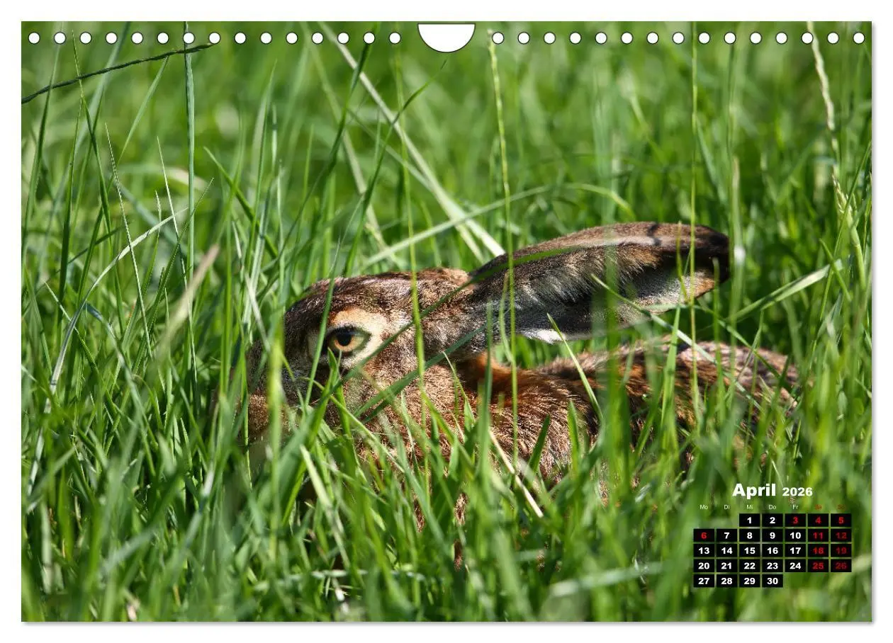 Bild: 9783457366226 | Wildes Bochum (Wandkalender 2026 DIN A4 quer), CALVENDO Monatskalender