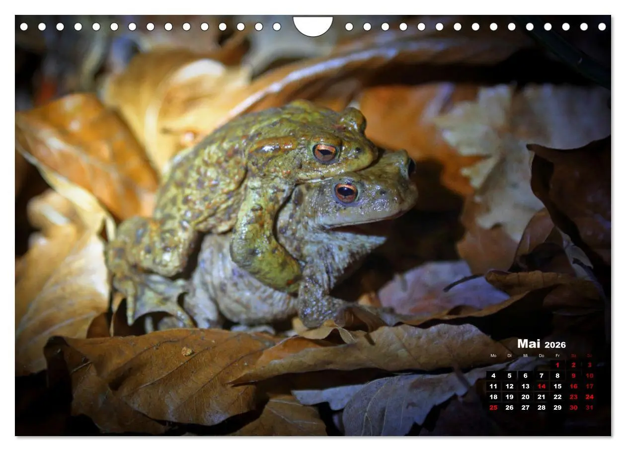 Bild: 9783457366226 | Wildes Bochum (Wandkalender 2026 DIN A4 quer), CALVENDO Monatskalender