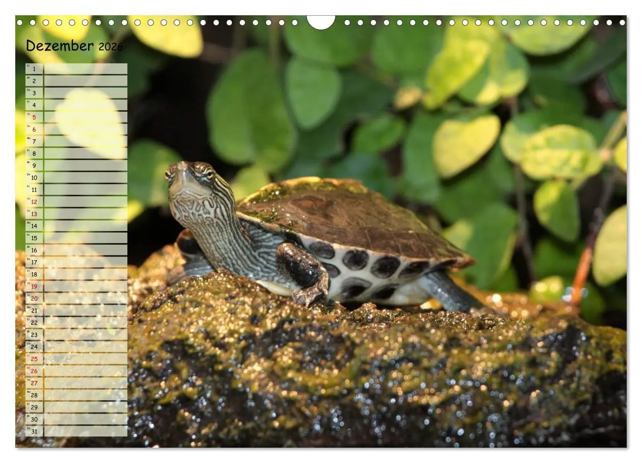 Bild: 9783457746226 | Schildkröten - Gepanzerte Wesen aus Urzeiten (Wandkalender 2026 DIN...