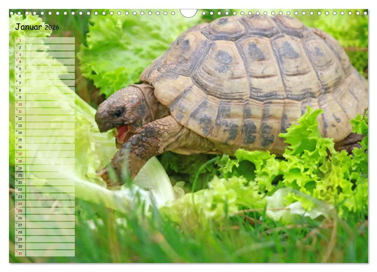 Bild: 9783457746226 | Schildkröten - Gepanzerte Wesen aus Urzeiten (Wandkalender 2026 DIN...