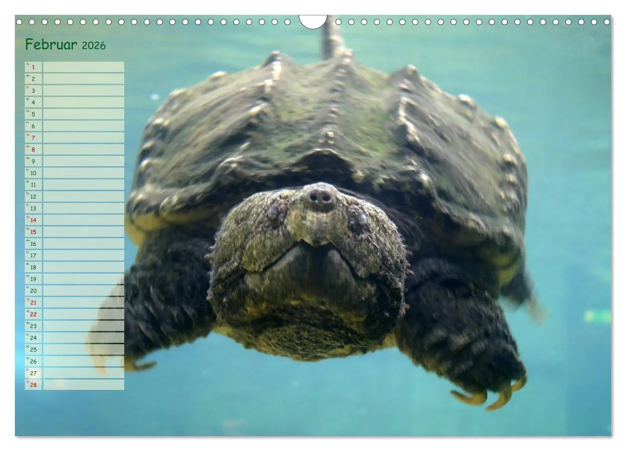 Bild: 9783457746226 | Schildkröten - Gepanzerte Wesen aus Urzeiten (Wandkalender 2026 DIN...