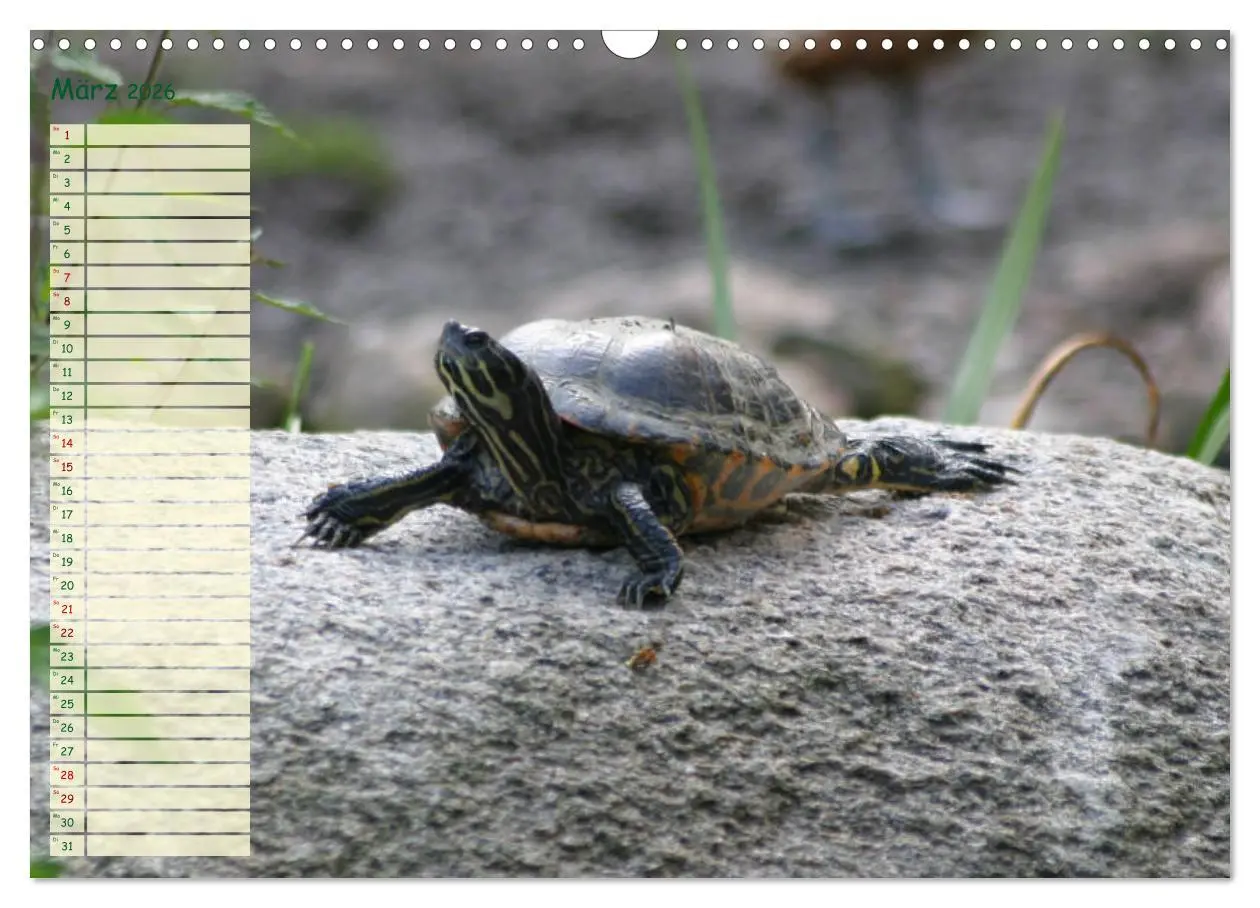 Bild: 9783457746226 | Schildkröten - Gepanzerte Wesen aus Urzeiten (Wandkalender 2026 DIN...
