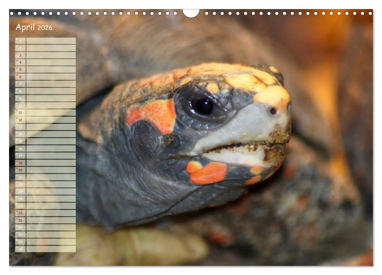 Bild: 9783457746226 | Schildkröten - Gepanzerte Wesen aus Urzeiten (Wandkalender 2026 DIN...
