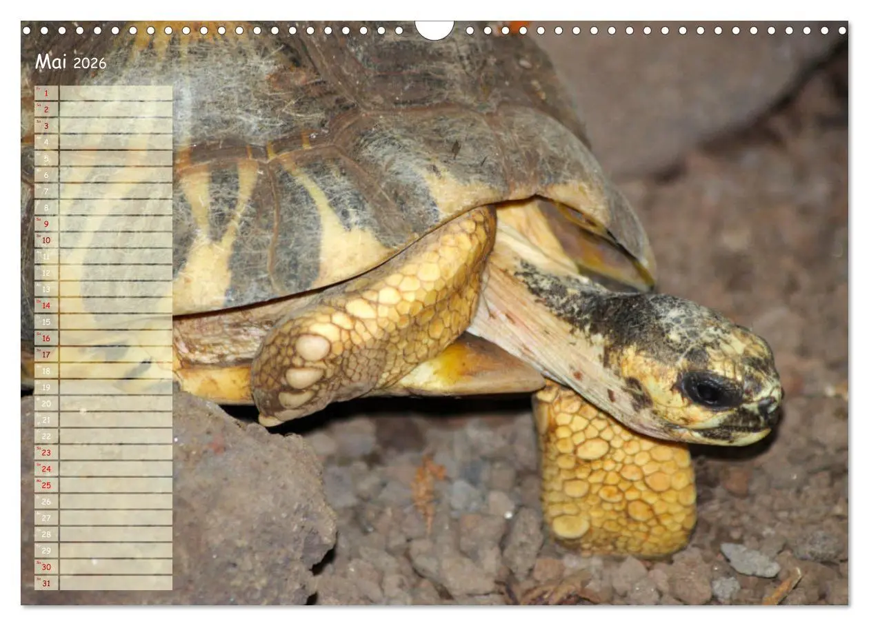 Bild: 9783457746226 | Schildkröten - Gepanzerte Wesen aus Urzeiten (Wandkalender 2026 DIN...