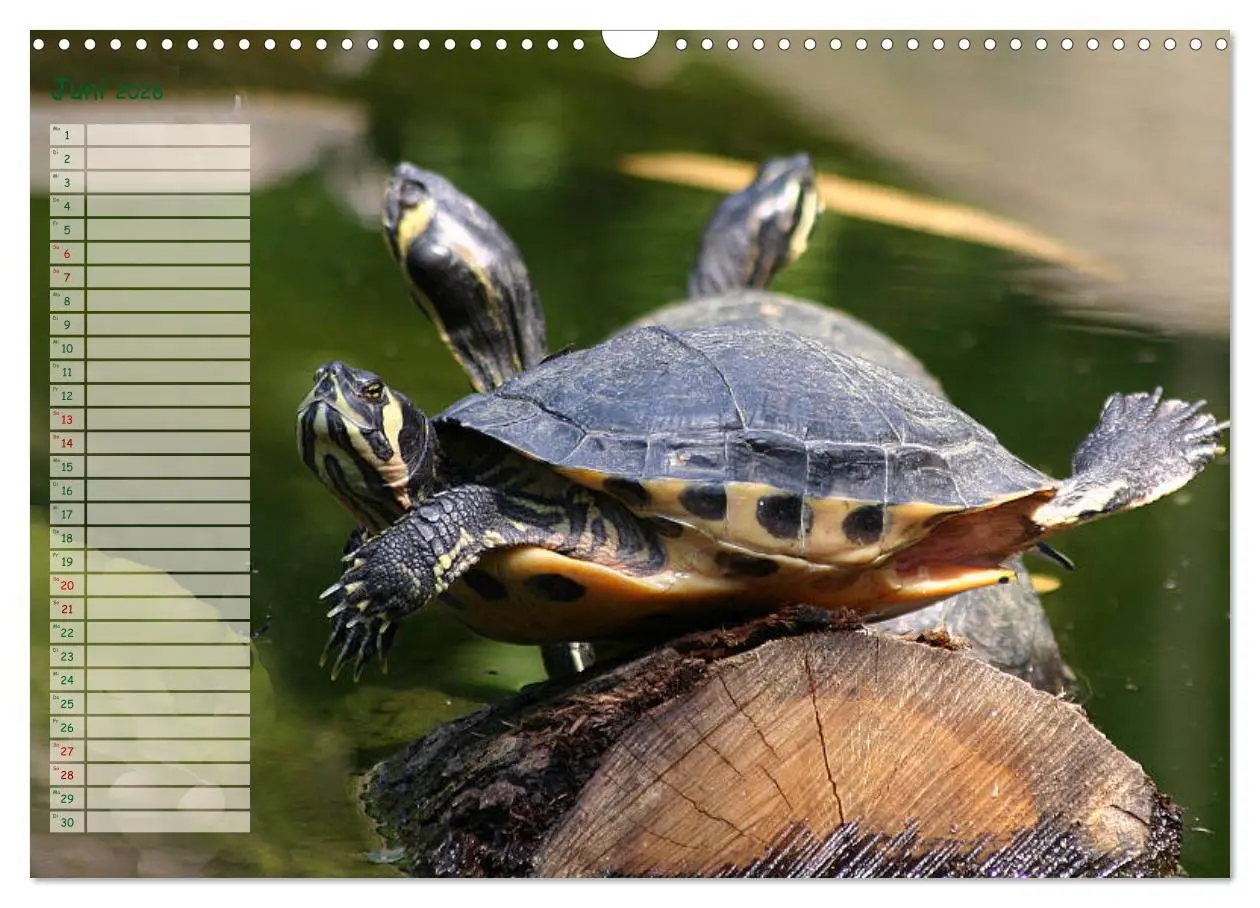Bild: 9783457746226 | Schildkröten - Gepanzerte Wesen aus Urzeiten (Wandkalender 2026 DIN...