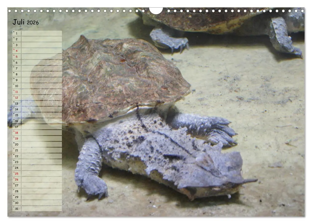 Bild: 9783457746226 | Schildkröten - Gepanzerte Wesen aus Urzeiten (Wandkalender 2026 DIN...