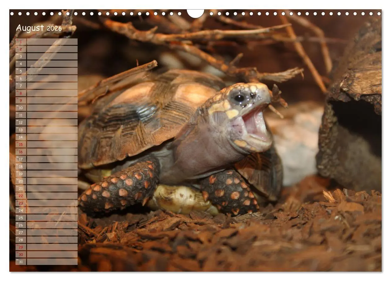 Bild: 9783457746226 | Schildkröten - Gepanzerte Wesen aus Urzeiten (Wandkalender 2026 DIN...