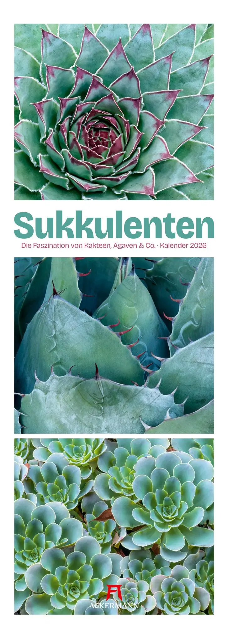 Cover: 9783838436326 | Sukkulenten Triplet-Kalender 2026 Kakteen, Agaven &amp; Co | GmbH | 14 S.