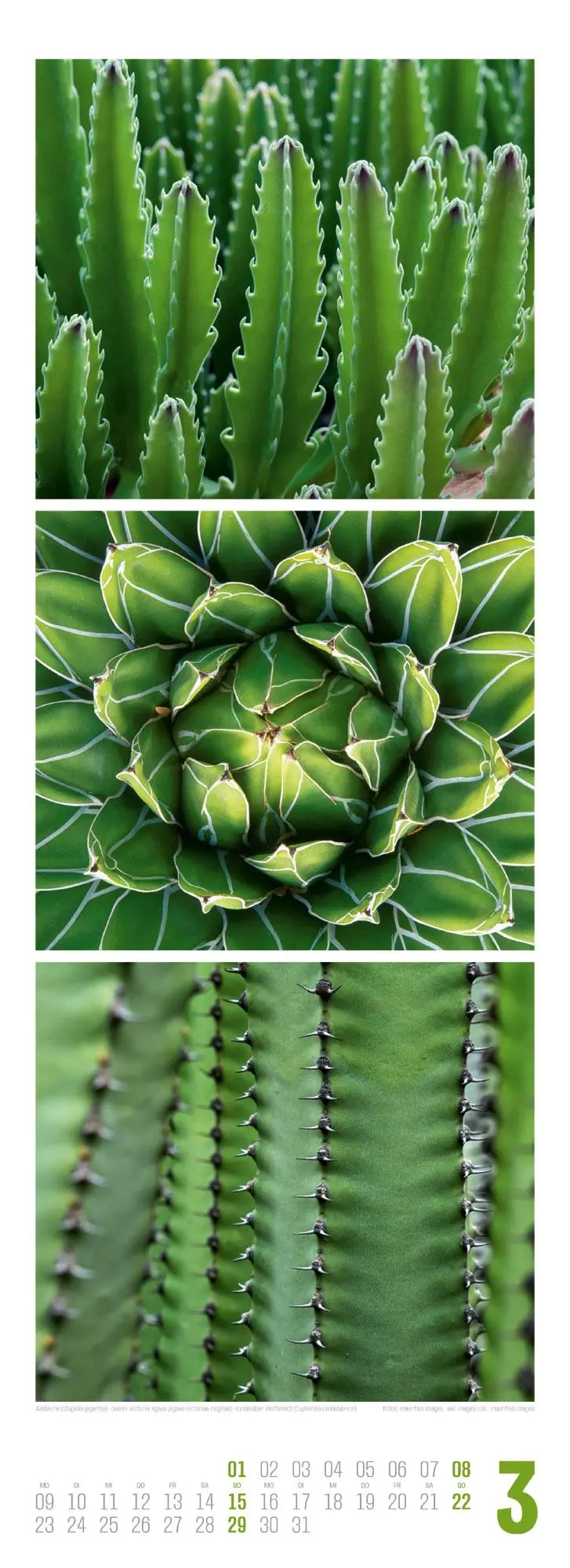 Bild: 9783838436326 | Sukkulenten Triplet-Kalender 2026 Kakteen, Agaven &amp; Co | GmbH | 14 S.