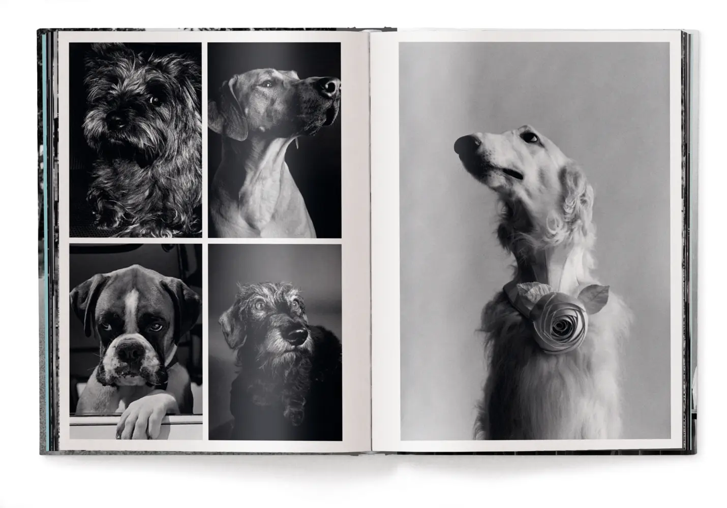 Bild: 9783961716326 | Personal Best | Elliott Erwitt | Taschenbuch | 448 S. | Deutsch | 2025
