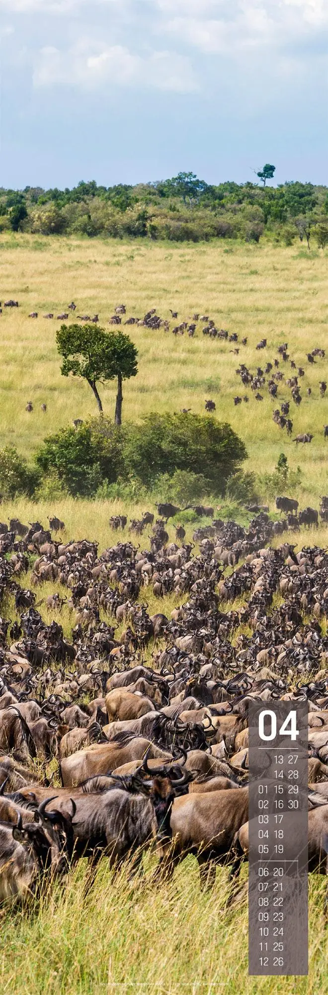 Bild: 9783838426426 | Afrika Vertikal Kalender 2026 | Ackermann Kunstverlag GmbH | Kalender