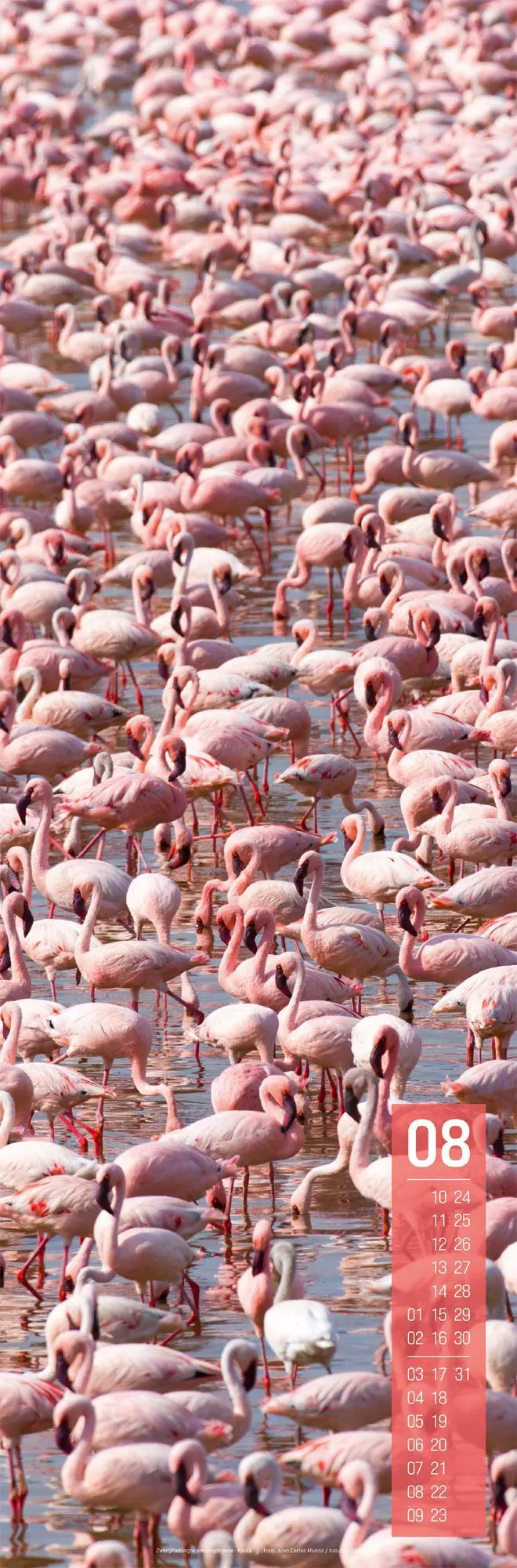 Bild: 9783838426426 | Afrika Vertikal Kalender 2026 | Ackermann Kunstverlag GmbH | Kalender