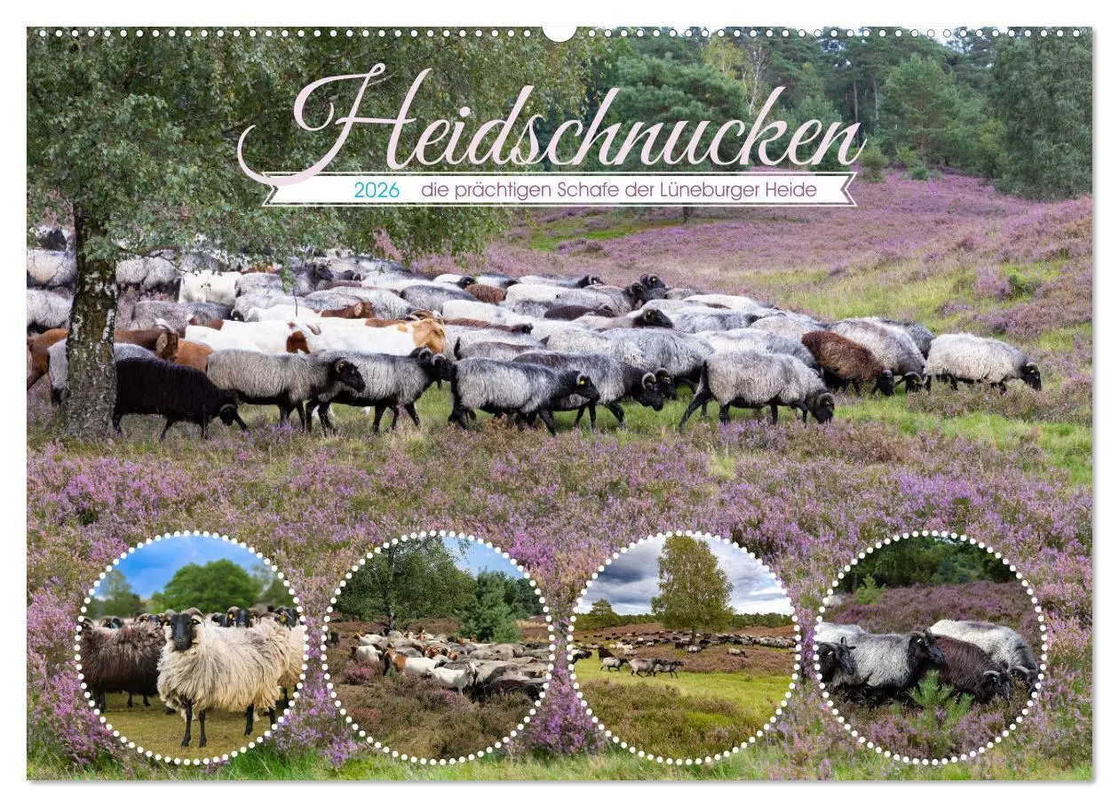 Cover: 9783457486726 | Heidschnucken, die prächtigen Schafe der Lüneburger Heide...