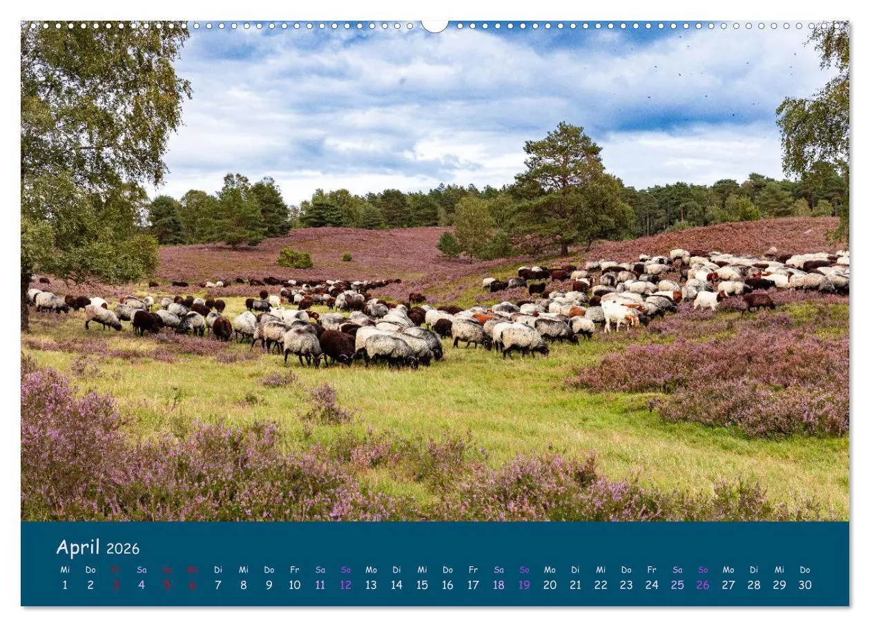Bild: 9783457486726 | Heidschnucken, die prächtigen Schafe der Lüneburger Heide...