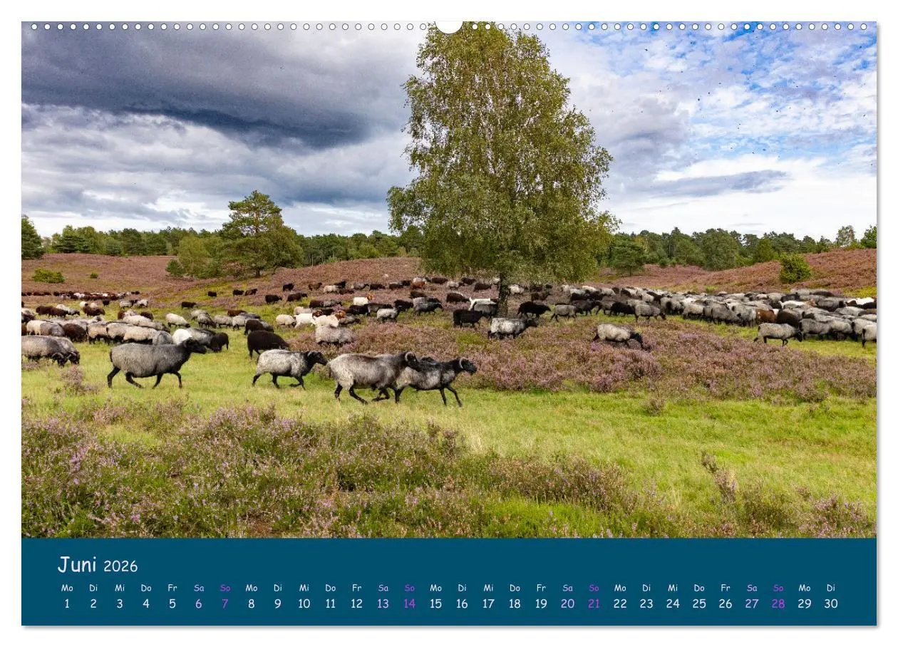 Bild: 9783457486726 | Heidschnucken, die prächtigen Schafe der Lüneburger Heide...