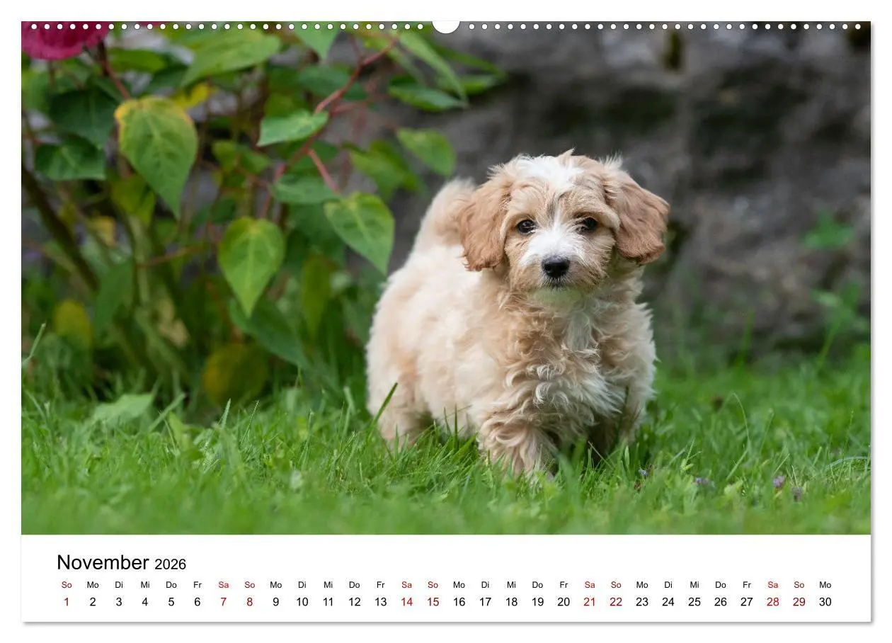 Bild: 9783457626726 | Maltipoo Welpen (Wandkalender 2026 DIN A2 quer), CALVENDO...