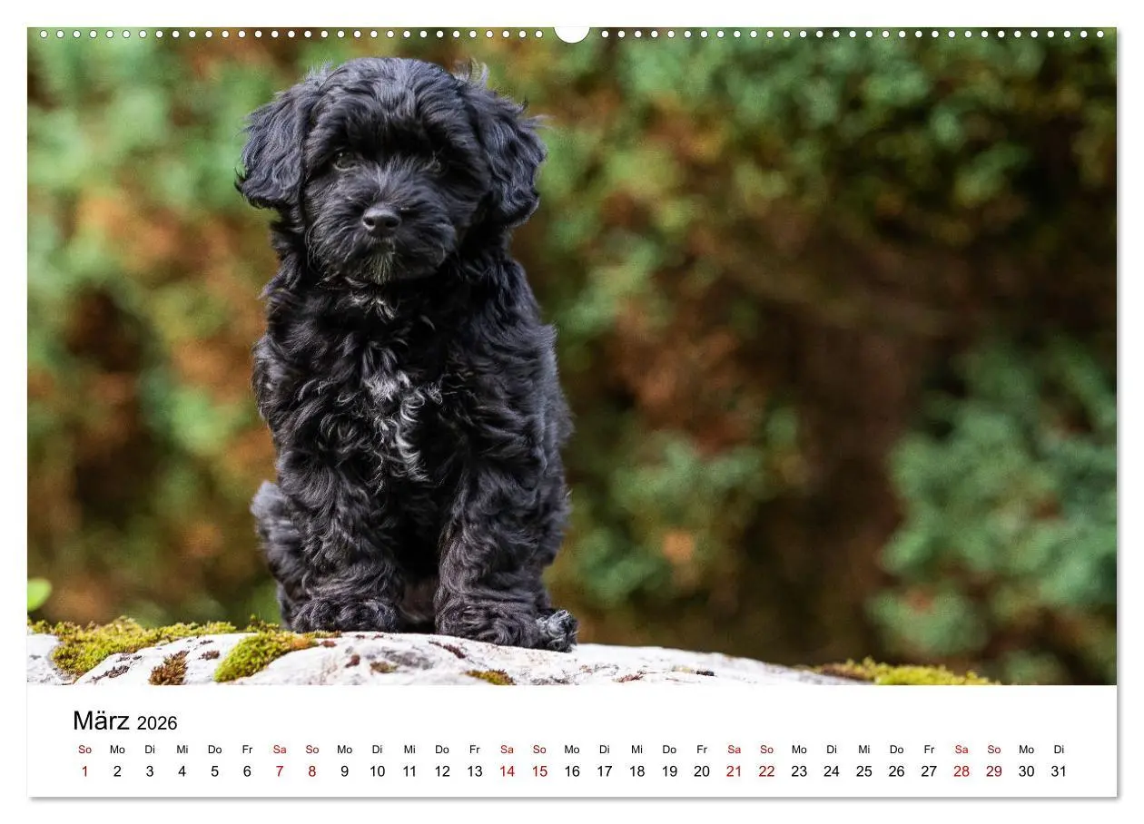 Bild: 9783457626726 | Maltipoo Welpen (Wandkalender 2026 DIN A2 quer), CALVENDO...