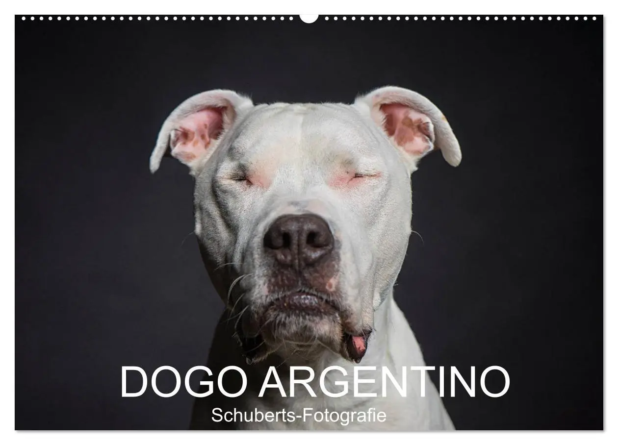 Cover: 9783457866726 | DOGO ARGENTINO (Wandkalender 2026 DIN A2 quer), CALVENDO...