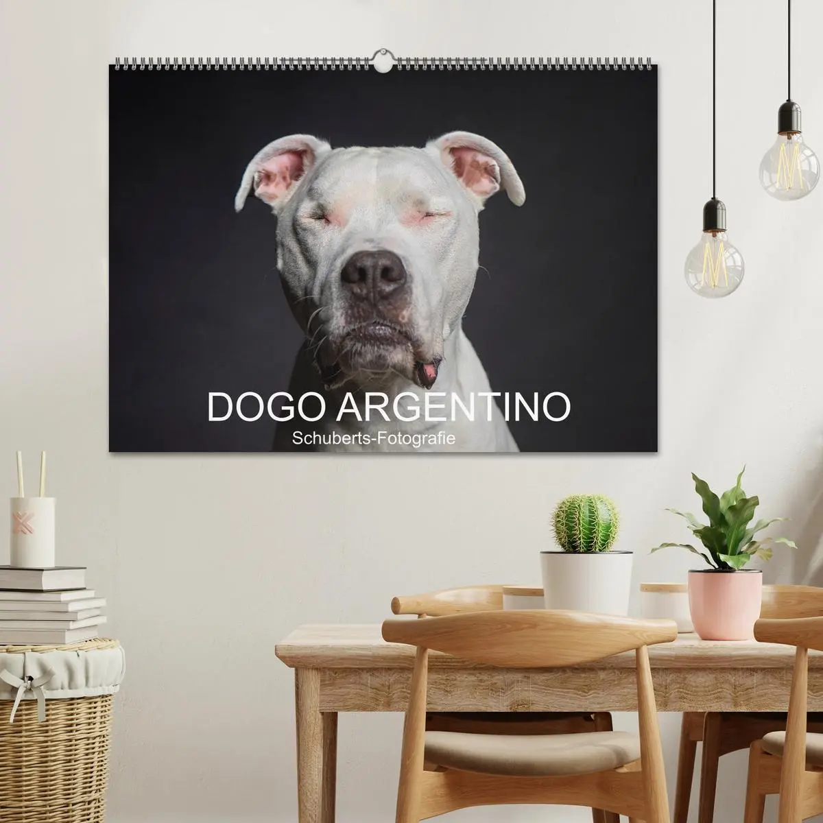 Bild: 9783457866726 | DOGO ARGENTINO (Wandkalender 2026 DIN A2 quer), CALVENDO...
