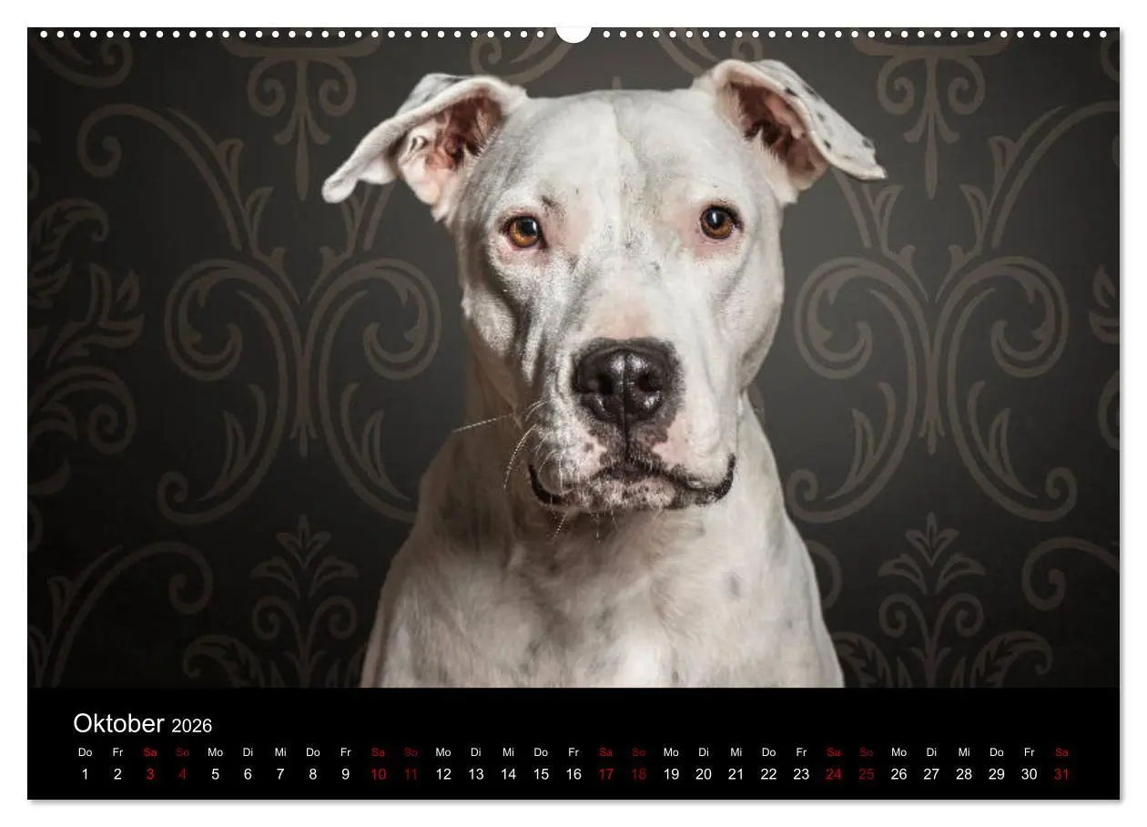 Bild: 9783457866726 | DOGO ARGENTINO (Wandkalender 2026 DIN A2 quer), CALVENDO...