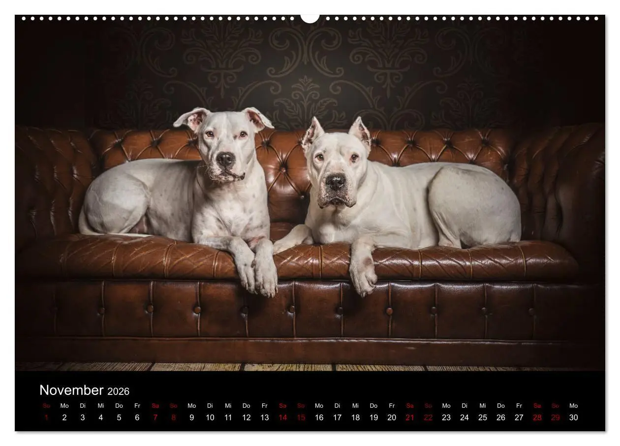Bild: 9783457866726 | DOGO ARGENTINO (Wandkalender 2026 DIN A2 quer), CALVENDO...