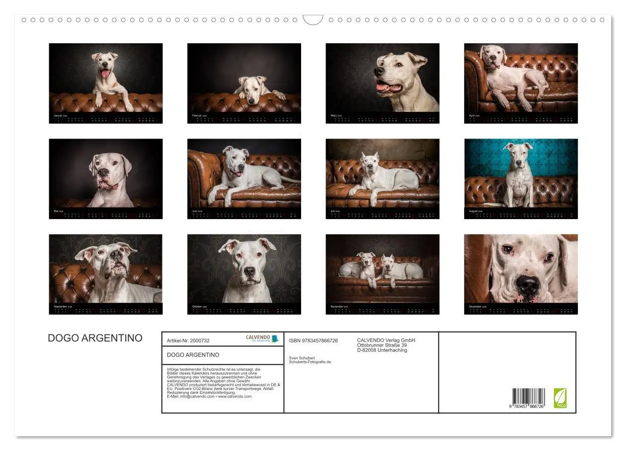 Bild: 9783457866726 | DOGO ARGENTINO (Wandkalender 2026 DIN A2 quer), CALVENDO...