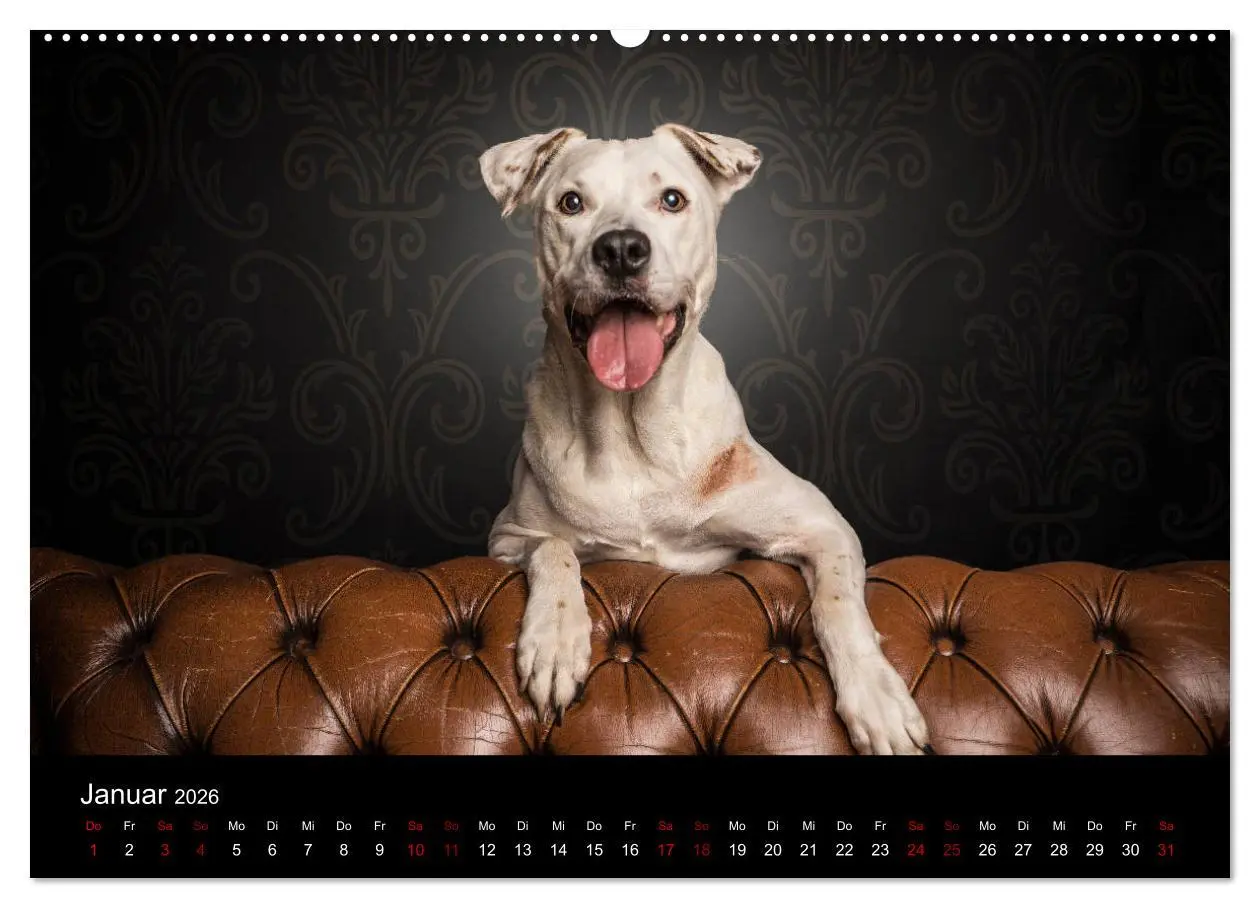 Bild: 9783457866726 | DOGO ARGENTINO (Wandkalender 2026 DIN A2 quer), CALVENDO...