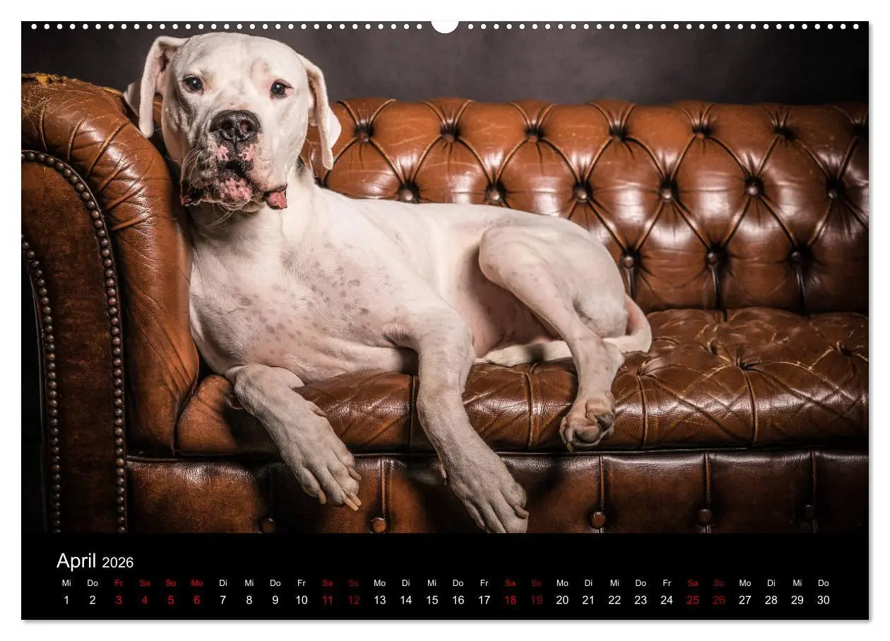 Bild: 9783457866726 | DOGO ARGENTINO (Wandkalender 2026 DIN A2 quer), CALVENDO...