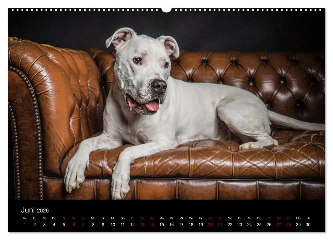Bild: 9783457866726 | DOGO ARGENTINO (Wandkalender 2026 DIN A2 quer), CALVENDO...