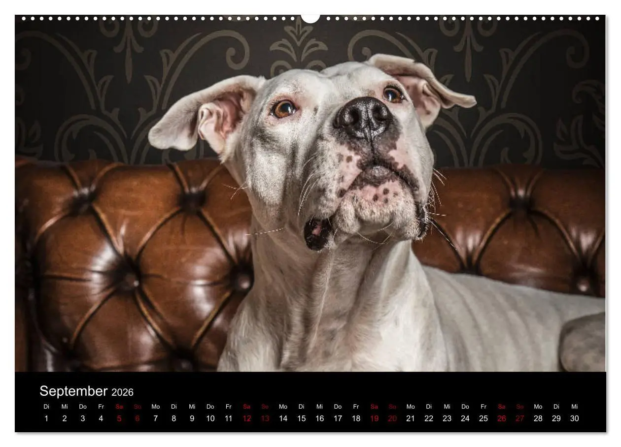 Bild: 9783457866726 | DOGO ARGENTINO (Wandkalender 2026 DIN A2 quer), CALVENDO...