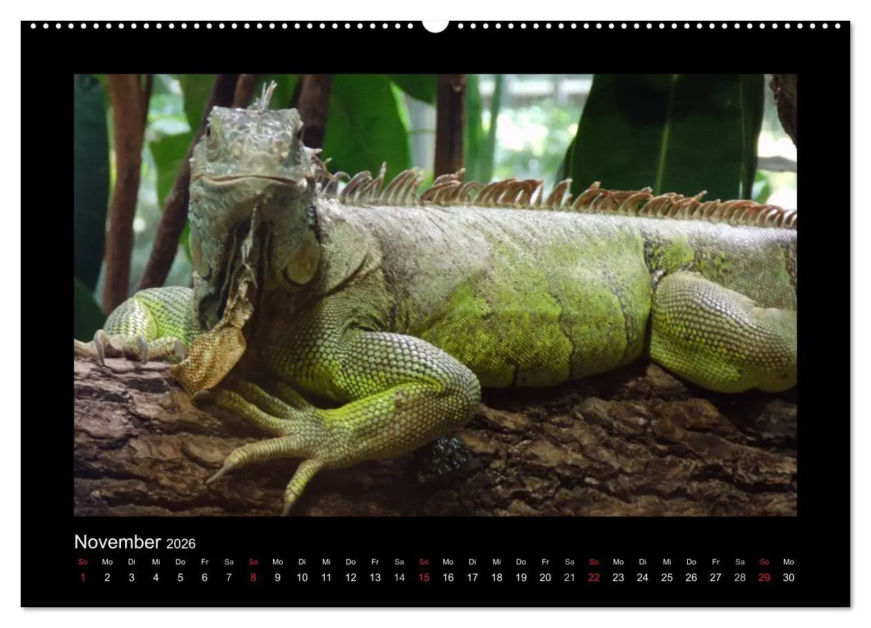 Bild: 9783516196726 | Faszinierende Reptilien (Wandkalender 2026 DIN A2 quer), CALVENDO...