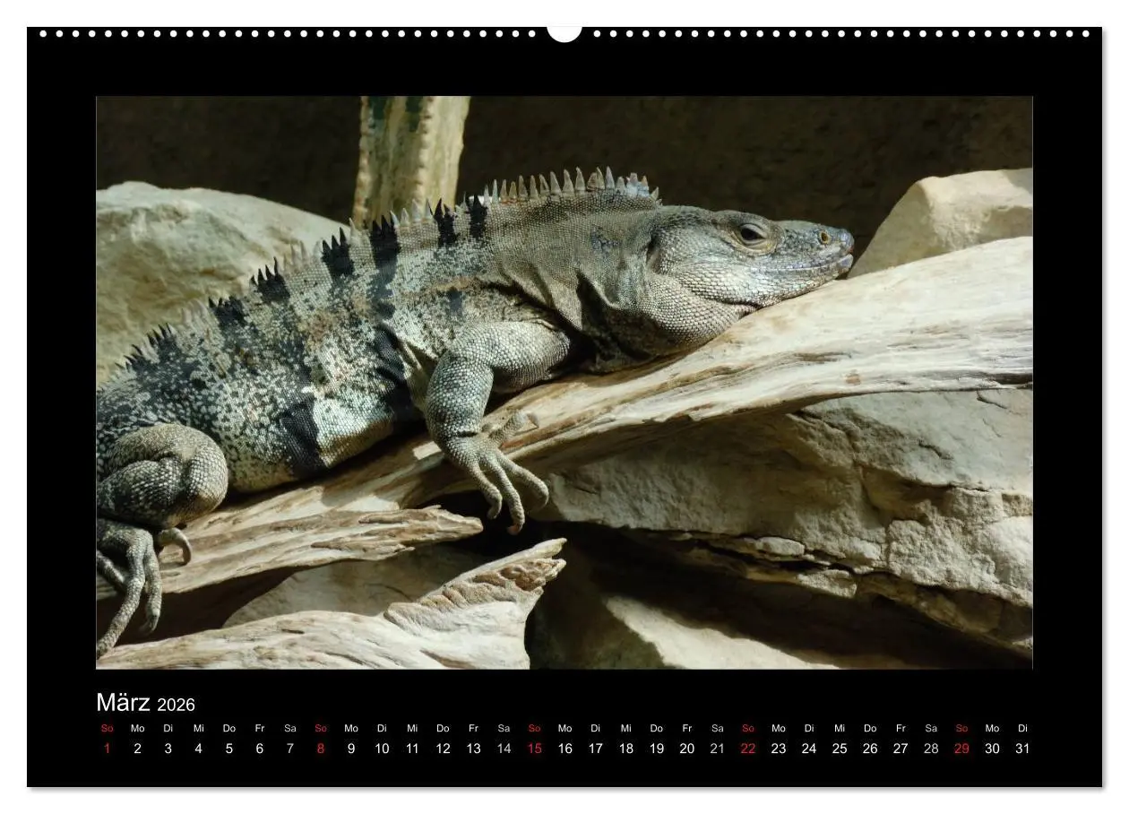 Bild: 9783516196726 | Faszinierende Reptilien (Wandkalender 2026 DIN A2 quer), CALVENDO...